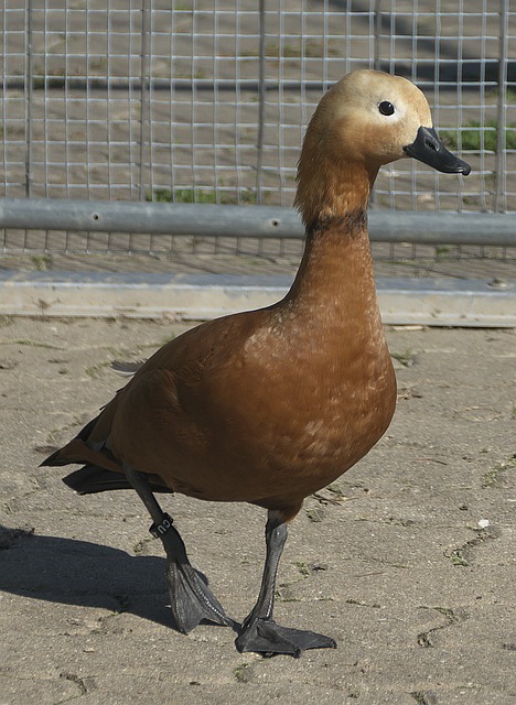 同样是本场