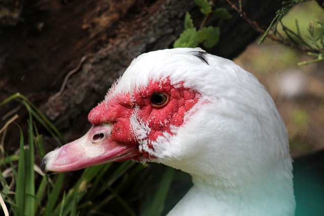 尼的期望 尼的期望